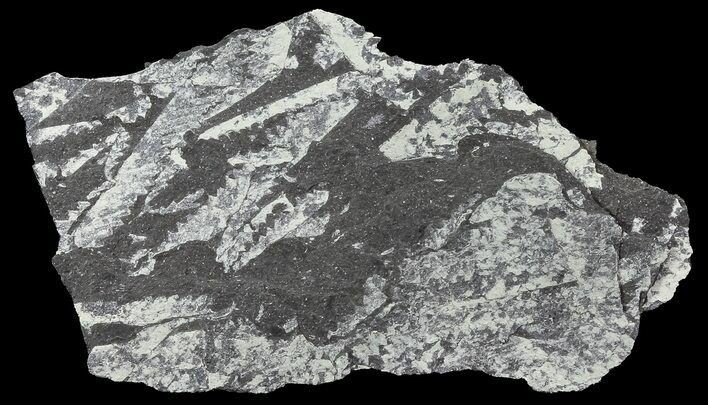 Fossil Graptolites (Didymograptus) - Great Britain #68006